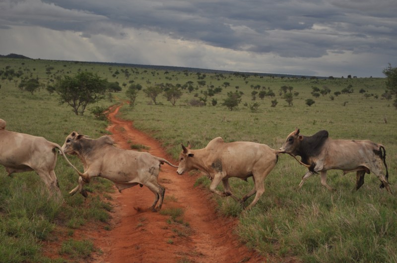 edytaandrzejewska.blog Kenia