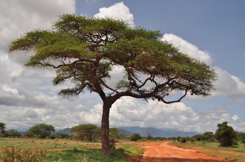 edytaandrzejew3ska.blog Kenia